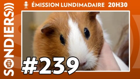 Emission live #239 – La musique compressée fatiguerait les cochons d’Inde