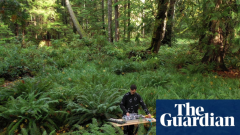 Button pushers: the artists making music from mushrooms – The Guardian