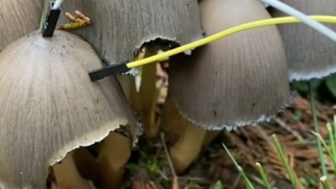 Artist Plugs Mushrooms Into a Synthesizer and Makes Blissful Electronic Music – EDM.com
