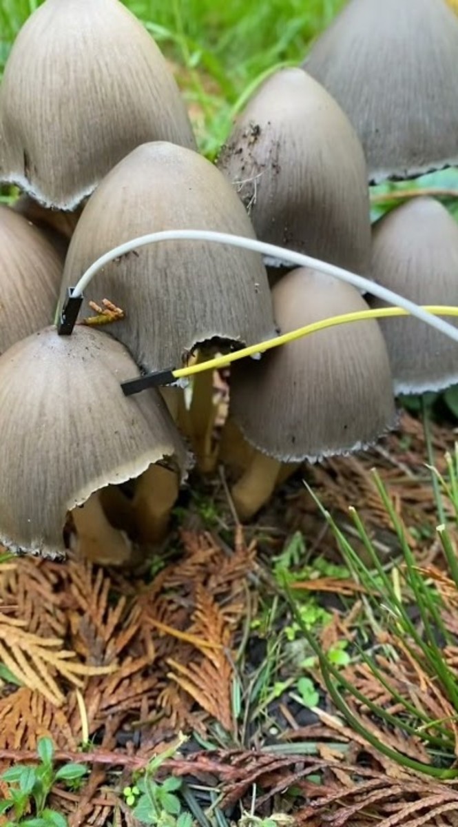 Artist Plugs Mushrooms Into a Synthesizer and Makes Blissful Electronic Music – EDM.com